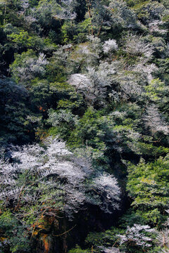 黄山雪淞