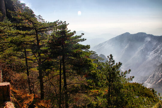 黄山松黄山远眺