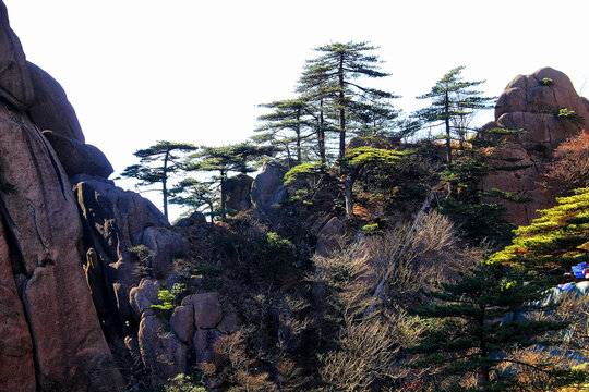 黄山松树黄山远眺