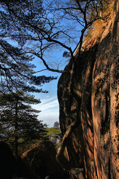 黄山松黄山旅游