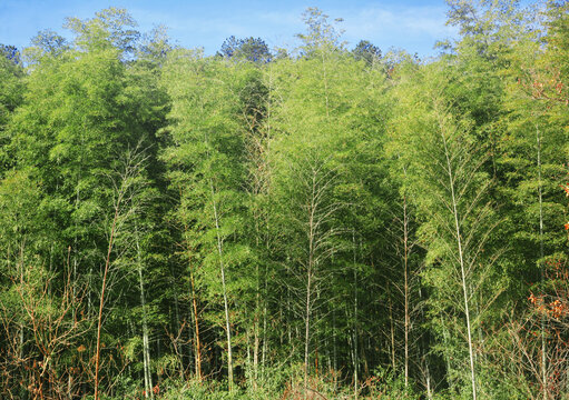 茂密竹林