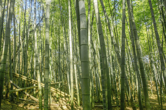 茂密竹林