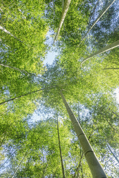 竹林与天空