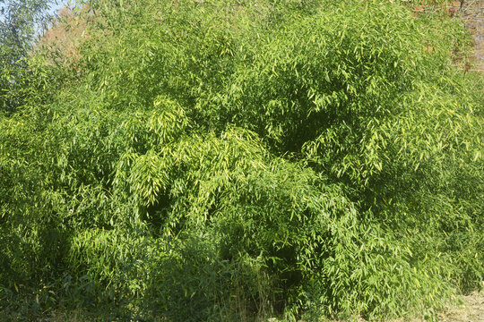 茂密竹林