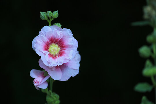 花卉蜀葵