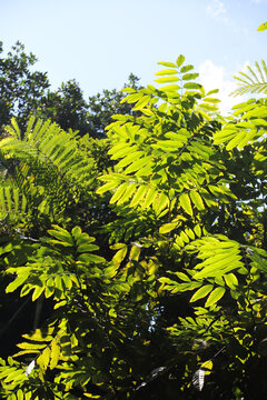 热带植物