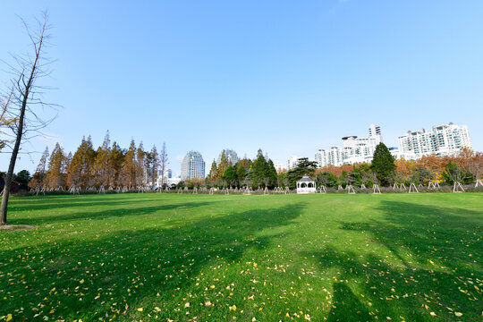 上海世纪公园银杏