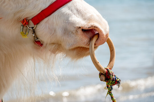 青海湖畔戴鼻圈的牦牛