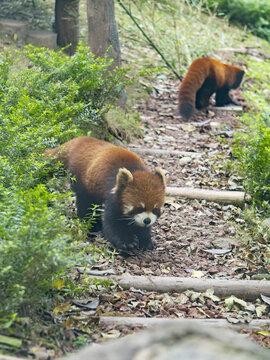 两只小熊猫在碎石路上