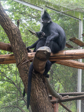 黑叶猴坐在树杈上哺乳抚育幼崽
