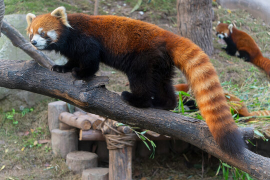 小熊猫侧身爬在栖架上露出大尾巴