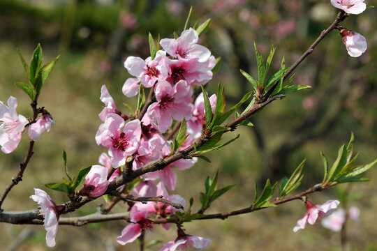 桃花