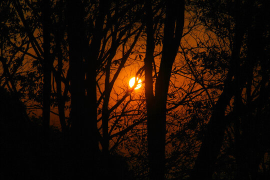夕阳树木剪影