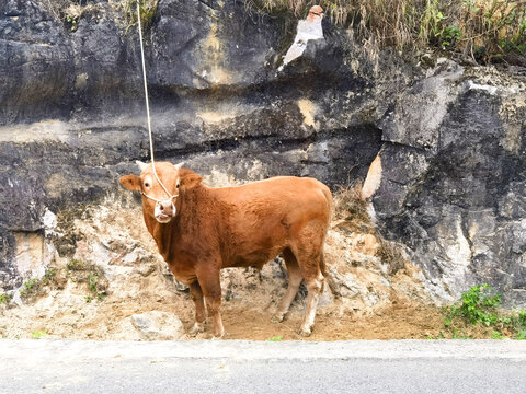 乡村黄牛