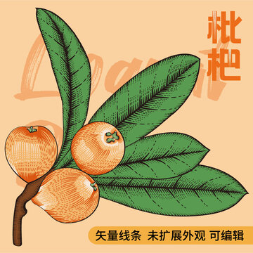 彩色复古版画矢量线条枇杷插画