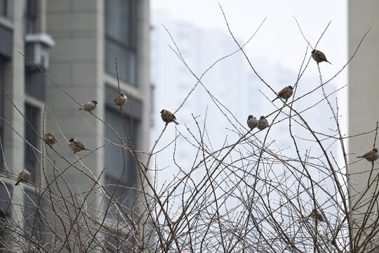 站在干枯树枝上的多只麻雀