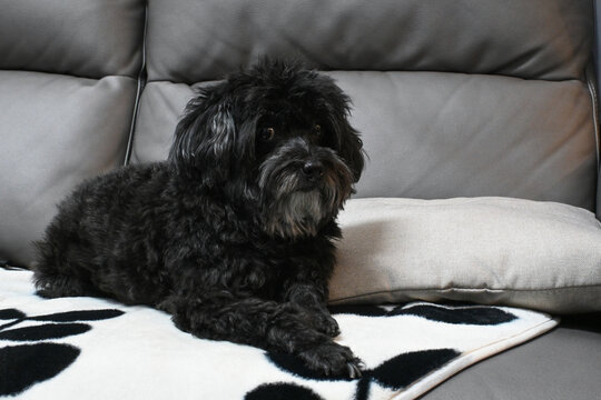 趴在沙发上的黑色泰迪小狗
