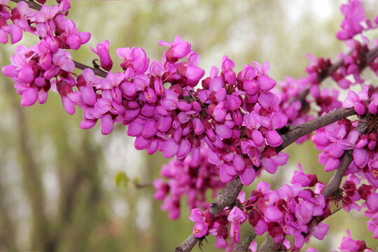 春天紫荆花开