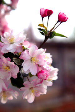 春天海棠花开