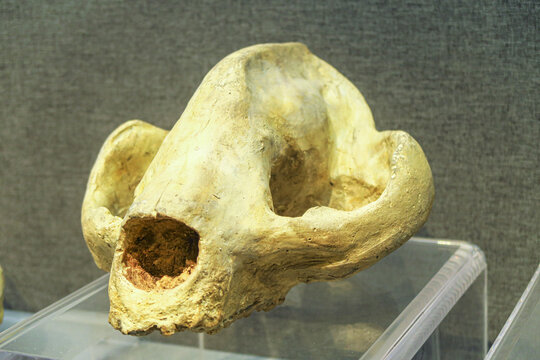 大熊猫头骨