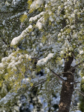 雪雾淞