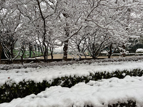 树积雪