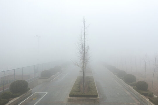 雾气笼罩的公园