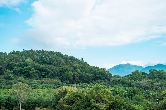 青山绿植