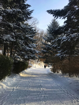 雪压青松