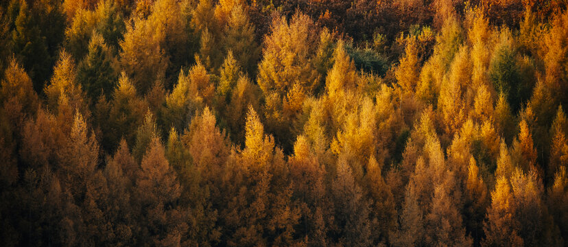 秋季夕阳下的森林