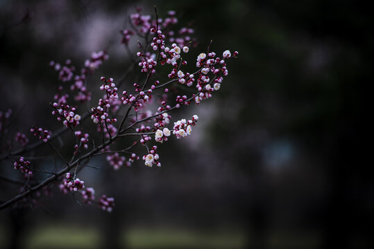 桃花