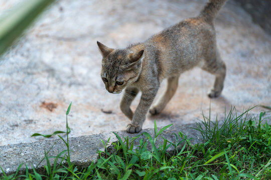 后院花园里玩耍的可爱猫眯