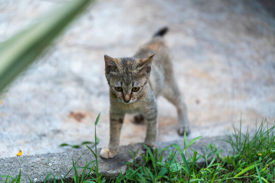 后院花园里玩耍的可爱猫眯