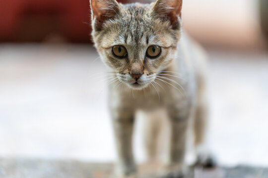 后院花园里玩耍的可爱猫眯