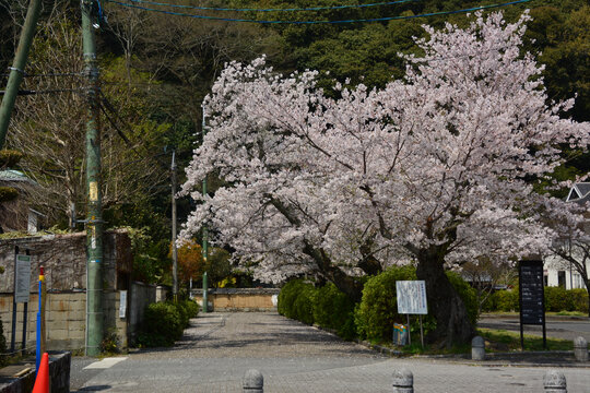 樱花