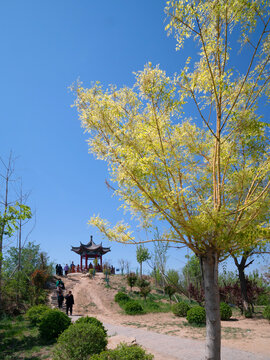 临清龙山公园