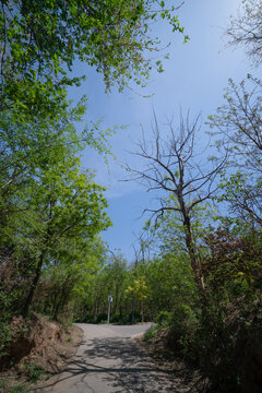 临清龙山公园