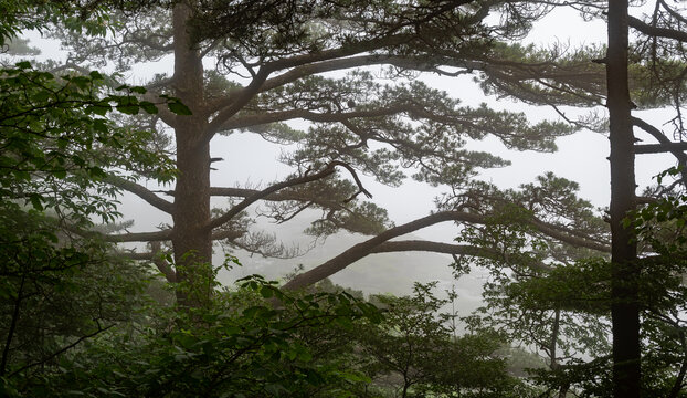 黄山松林