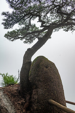 黄山奇松怪石