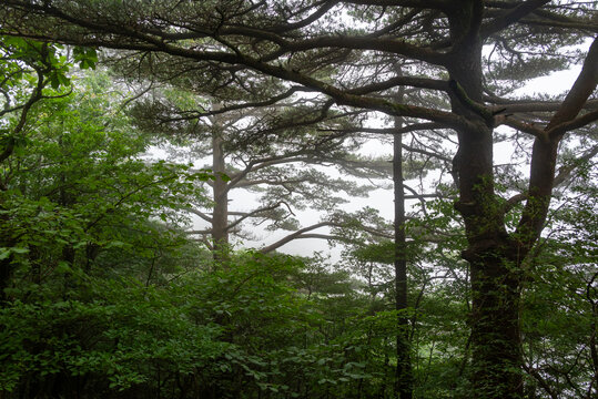 黄山松林