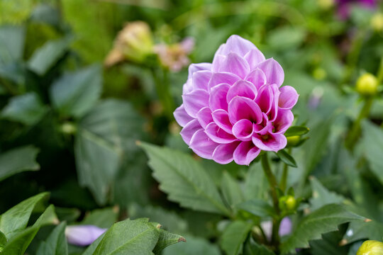 菊花展植物鲜花