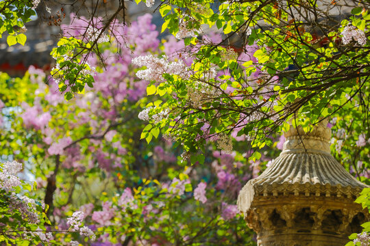 春天北京法源寺丁香花盛开