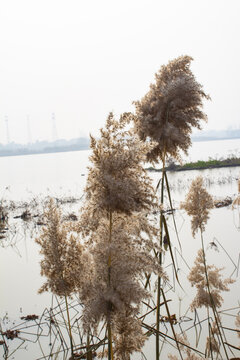 河边芦苇