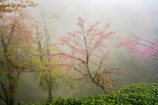 樱花谷