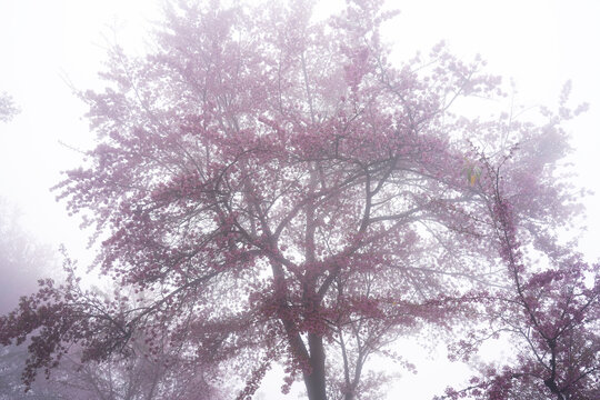 樱花谷