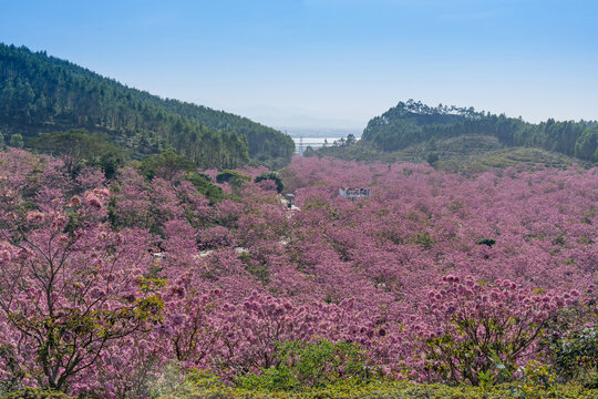 紫花风铃木花