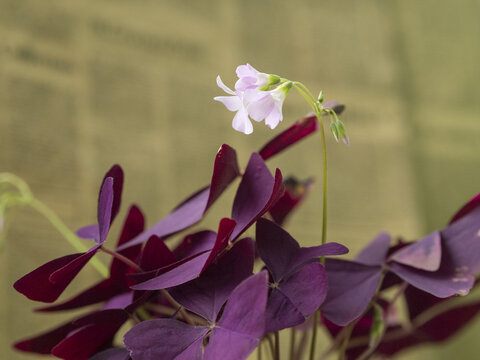 紫叶酢浆草花