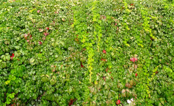 绿叶树叶围墙