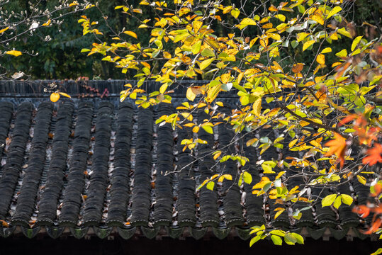 秋叶古建筑屋顶