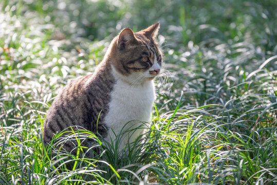 户外狸花猫